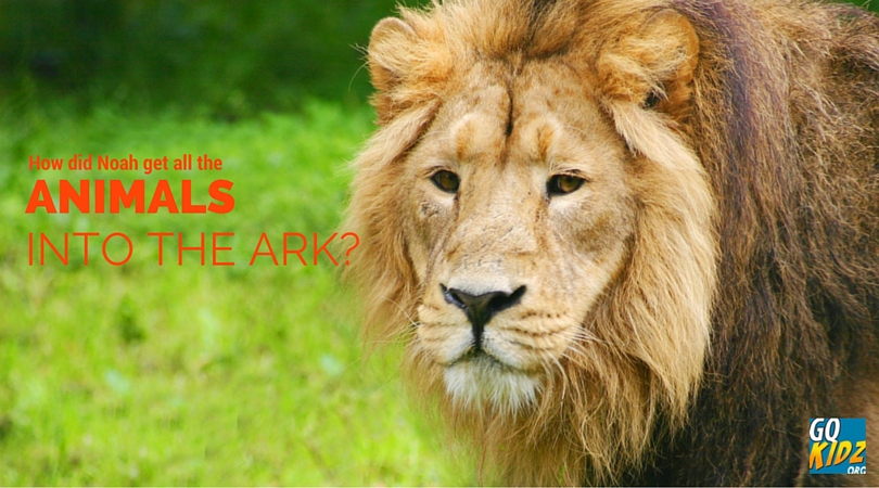 How did Noah get all the animals into the ark? How did Noah get all the animals into the ark?